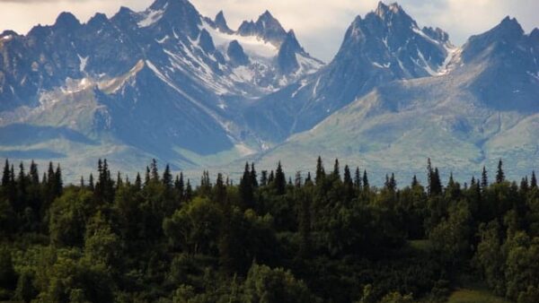 Forest service SOFC