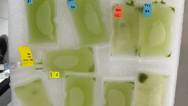 space-microalgae-algae-culture-bags